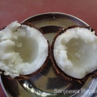 Cocos nucifera L.